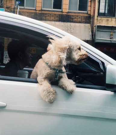Cestovanie so psíkom či mačkou: Ako zaistiť bezpečnú prepravu v aute?